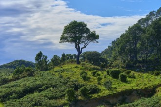 A single tree stands on a green hill under a cloudy sky in a tranquil landscape, Cathedral Cove,