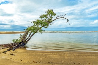 Dry and twisted tree on the beachfront in Serra Grande on the southern coast of the state of Bahia,