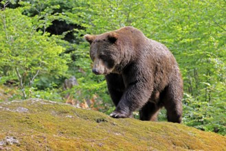 Eurasian brown bear (Ursus arctos arctos), adult, female, foraging, alert, in summer, Bavarian