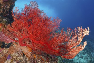 Red knot fan (Melithaea ochracea) shows vivid colours in the deep underwater world, dive site