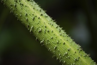 Stem detail, mammoth leaf (Gunnera manicata) or giant rhubarb, Inverewe Gardens, Poolewe, Loch Ewe,