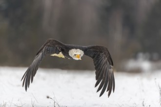 One Bald Eagle, Haliaeetus leucocephalus, flying over a snowy meadow with a birch tree forest in