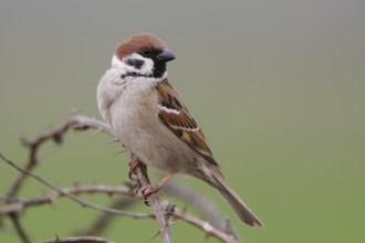 Eurasian Tree Sparrow (Passer montanus) male perched on a branch, North Rhine-Westphalia, Germany