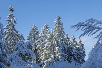 Snowy trees, conifers, forest, snow, winter, Sieversen, Samtgemeinde Rosengarten, Lower Saxony,