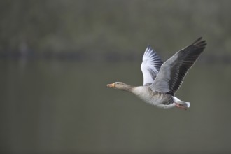 Greylag Goose (Anser anser) flying, Texel, Netherlands