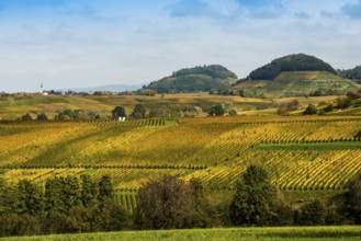 Hilly landscape with vineyards in autumn, Ballrechten-Dottingen, Breisgau, Markgräflerland, Black