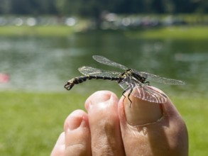 Onychogomphus forcipatus (Onychogomphus forcipatus) sitting on foot toe, Lake Neubeur, Bavaria,
