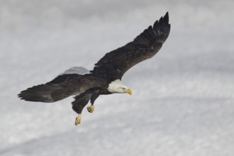 Bald Eagle (Haliaeetus leucocephalus) flying, Iowa, USA