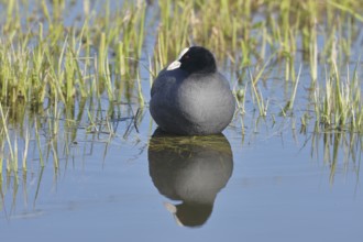 Eurasian Coot (Fulica atra), swimming on the lake shore, with reflection, Lake Dümmer, Lower