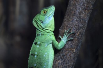 Lesser Antillean Iguana (Iguana delicatissima), juvenile, captive, Germany