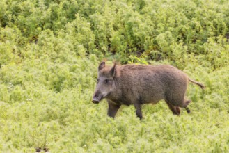A wild boar (Sus scrofa) runs across a field of wild chamomile (Matricaria chamomilla). Bavaria,
