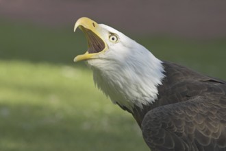 Bald Eagle (Haliaeetus leucocephalus) calling, British Columbia, Canada