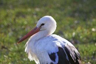 Stork sitting in a meadow under sunlight, Hitzacker, Wendland, Lower Saxony, Germany