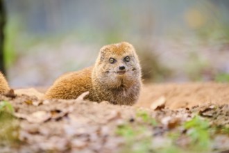 Ethiopian dwarf mongoose (Helogale hirtula) sitting on the ground, Bavaria, Germany