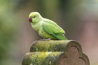 Rose-ringed parakeet (Psittacula krameri) on a gravestone, wildlife, Germany