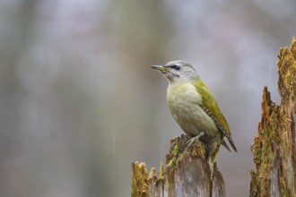 Grey-headed Woodpecker (Picus canus) wbl Germany
