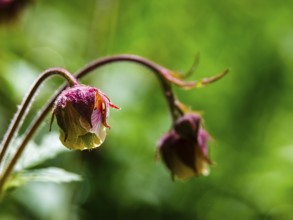Brooklime (Geum rivale), Bischofswiesen, Berchtesgadener Land, Bavaria, Germany