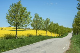 Country road at avenue and rapeseed field and blue sky in Charlottenlund, Ystad municipality, Skåne