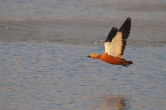 Ruddy Shelduck (Tadorna ferruginea) flying, North Rhine-Westphalia, Germany