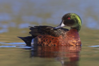 Chestnut Teal (Anas castanea), Victoria, Australia