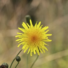 Wiesenpippau (Crepis biennis), yellow flower by the wayside on the Moselle, Cochem,