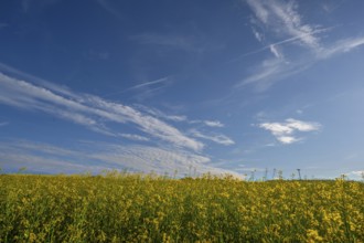 Flowering rape field, (Brassica napus) cloudy sky, Beerbach, Middle Franconia, Bavaria, Germany