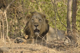 Asiatic Lion (Panthera leo persica), male, Gir Forest National Park, Gir Sanctuary, Gujarat, India