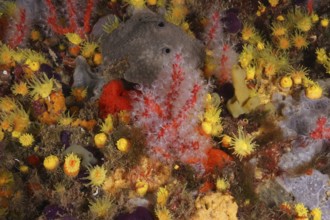 Red and white coral (Corallium rubrum) surrounded by colourful underwater life. Dive site Marine