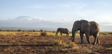 Two African elephants (Loxodonta africana) in a picturesque landscape with the summit of Mount