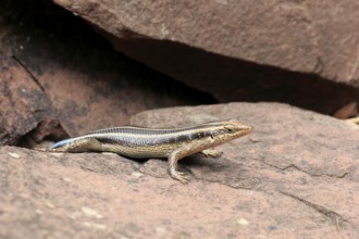 Rainbow skink (Trachylepis margaritifera), adult, female, at the den, foraging, Kruger, Kruger