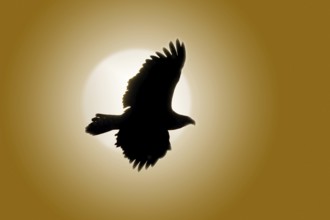 Bald Eagle (Haliaeetus leucocephalus), Alaska, USA