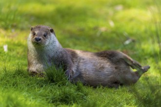 An otter lying relaxed in the grass, surrounded by green foliage, European otter (Lutra lutra),