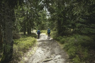 Path from Gentiana bavarica to the Kleiner Arber, Bavarian Forest, Bavaria, Germany