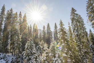 Beautiful landscape of the forest in the Sexten Dolomites on a sunny winter day, South Tyrol,