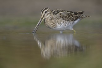 Common Snipe (Gallinago gallinago), Thuringia, Germany