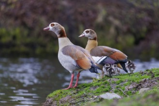 Egyptian geese (Alopochen aegyptiaca) with chicks, Germany