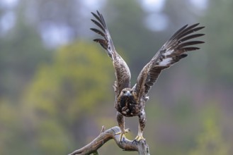 European golden eagle (Aquila chrysaetos chrysaetos) immature taking off from branch in moorland,