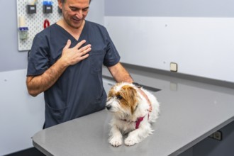 Veterinarian gently comforting a small dog lying on the examination table in a modern veterinary