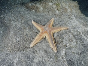 Orange Astropecten aranciacus (Astropecten aranciacus) lying on grey sand in the sea, Playa dive