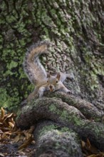 American grey squirrel (Sciurus carolinensis), lying on a tree root in a green and natural