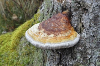 Tree fungus, true tinder fungus (Fomes fomentarius), growing on dead tree trunks, dead wood,
