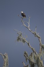 Bald Eagle (Haliaeetus leucocephalus), Florida, USA