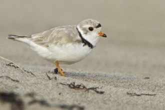 Piping Plover (Charadrius melodus), Newfoundland, Canada