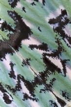 Detail of the contrasting black and white and green coloured and marked wing of a celadon owl (Moma
