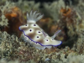 Nudibranch with purple coloured spots and white body, magnificent star snail (Hypselodoris tryoni),