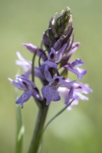 Southern marsh orchid (Dactylorhiza praetermissa), Emsland, Lower Saxony, Germany