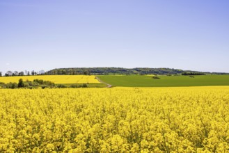 View of a blooming rapeseed field in a rural summer landscape with Ålleberg, a plateau mountain