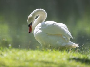 Mute swan (Cygnus olor), adult bird standing in a meadow by a pond, Thuringia, Germany