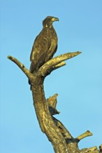 Bald eagle, bald eagle, (Haliaeetus leucocephalus), perch, Venice Landfill, Venice, Florida, USA