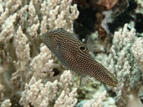 A striped and spotted fish, eyespot pufferfish (Canthigaster solandri), swimming near soft corals,